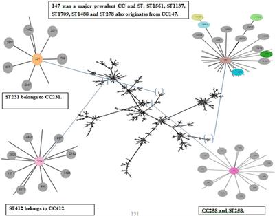 Distribution and genetic diversity of multi-drug-resistant Klebsiella pneumoniae at the human–animal–environment interface in Pakistan